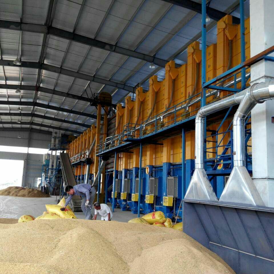 Large heap of paddy rice with Presun 5HPX-30B 30-ton grain dryer machine array in Ma'anshan, Anhui facility